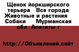 Щенок йоркширского терьера - Все города Животные и растения » Собаки   . Мурманская обл.,Апатиты г.